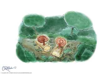 Natural Resources and mushrooms